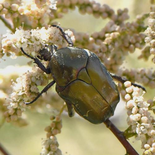 Réf. 230 157 : Potosia cuprea